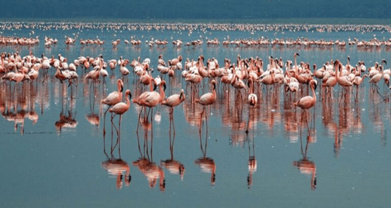 tuz-golundeki-2-bin-flamingo-susuzluktan-oldu-lJ8jtsxM.jpg