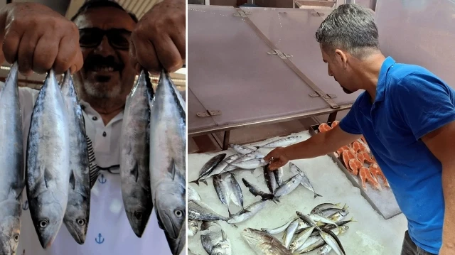 yasak-sona-erdi-kasa-kasa-toplaniyor-tanesi-350-liradan-satisa-cikti-XQgNDCTx.webp