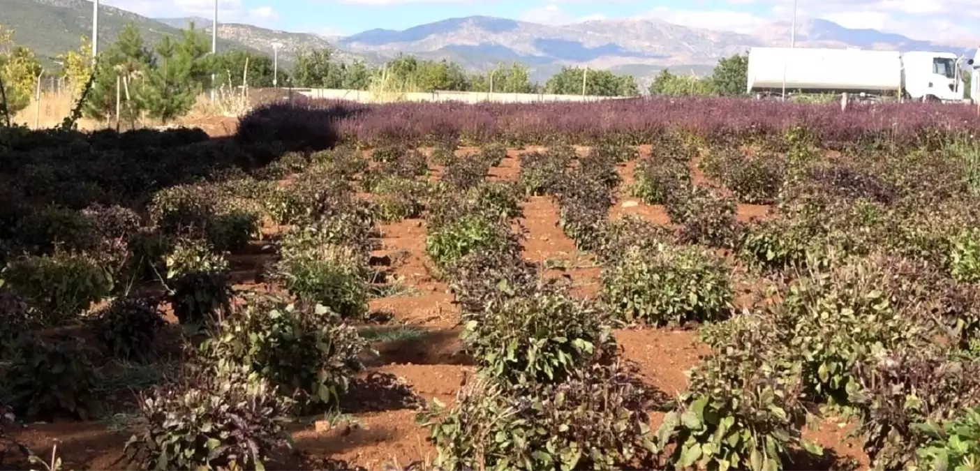 reyhan cicegi ariciligi canlandirdi NTX24dWt.jpg