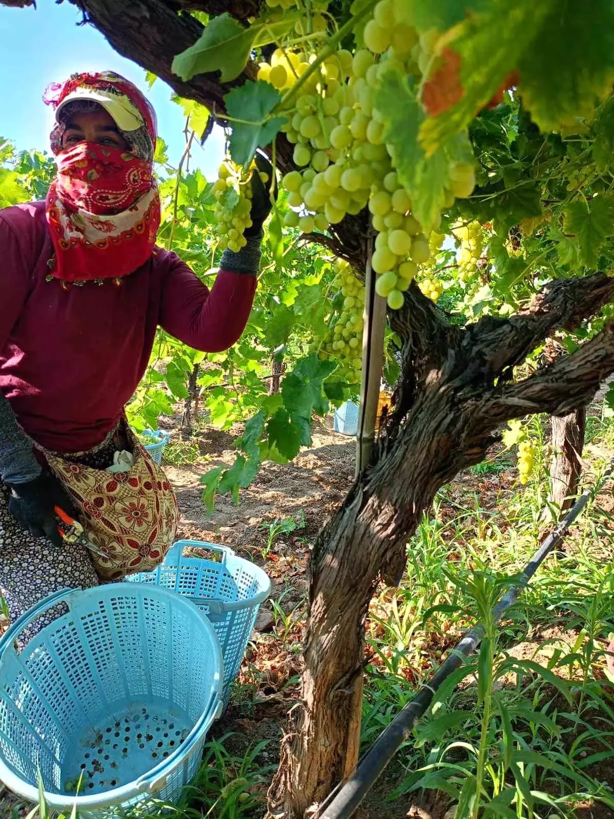 sarigolde uzum hasadi yogun bir sekilde devam ediyor l4fSnyDE
