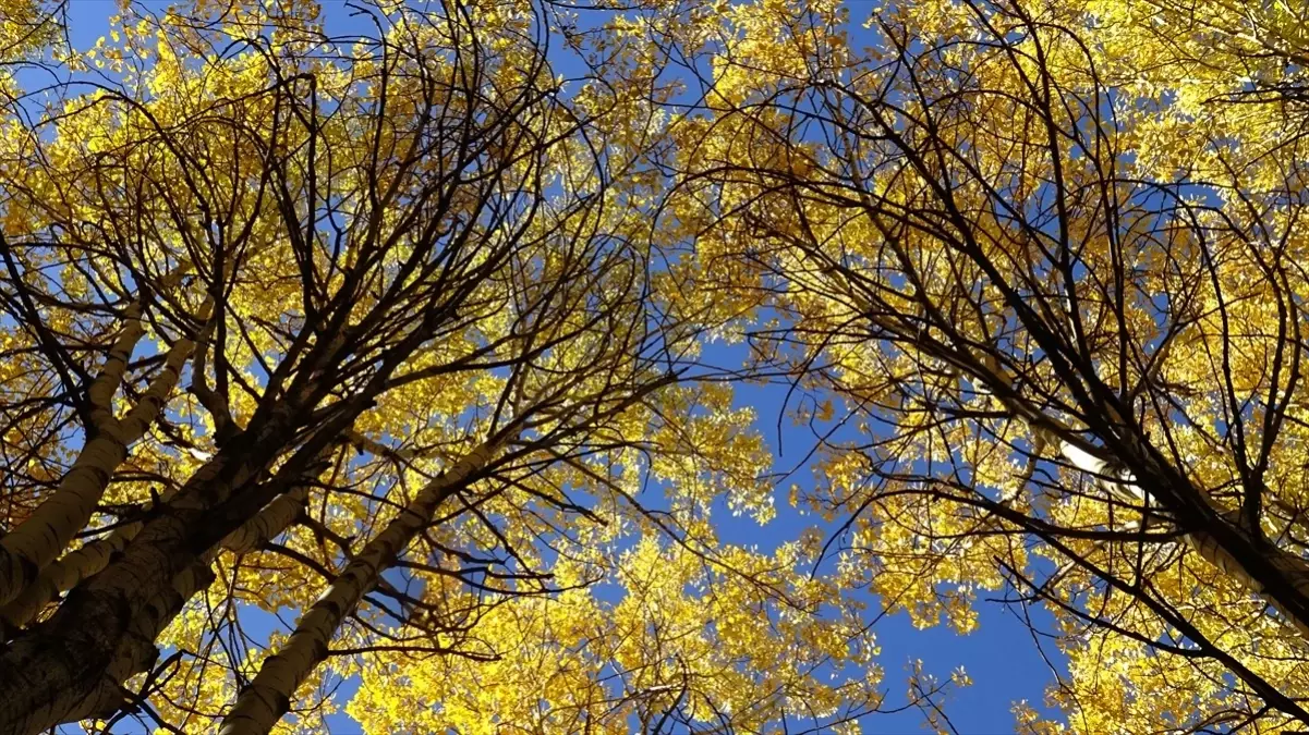 sonbahar renkleri sarikamista qSx82R3N