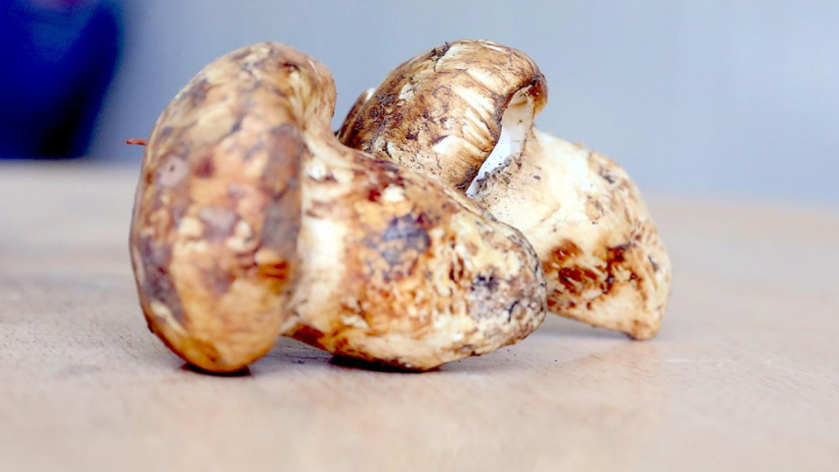 adanada sedir mantari cikti japonlar yogun ilgi gosteriyor GtEzJqIm.jpg