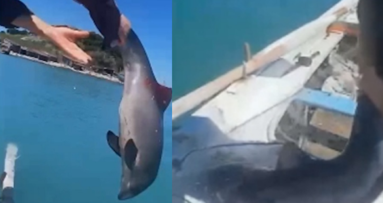 sinoplu-balikcilarin-agina-takildi-kurtarmak-icin-seferber-oldular-3UhYZAbO