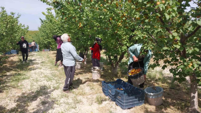 300-bin-ton-icin-hasat-basladi-yok-pahasina-satilan-urun-120-liradan-alicisini-bekliyor-25fQtKEF