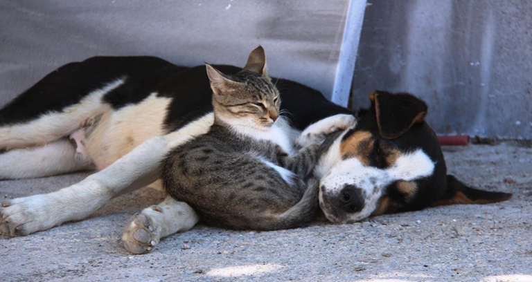 kedi-ve-kopeklerde-akraba-ciftlesmesi-yasaklandi-tHHHy8XT
