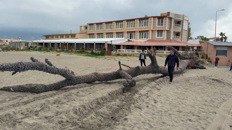 kiyiya-15-metre-uzunlugunda-cam-agaci-vurdu-g7YBDU1B